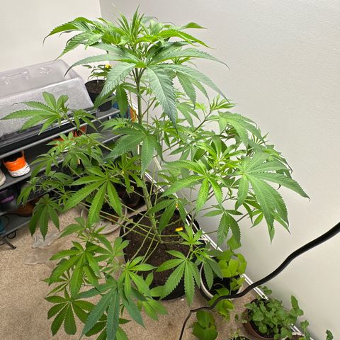 Gorrila nut #9 growlog timeline photo