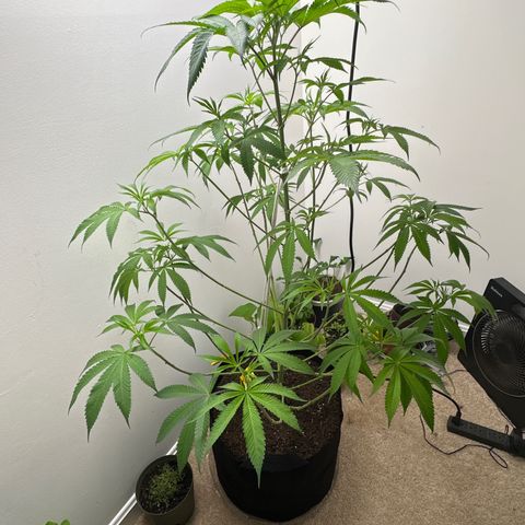Gorrila nut #9 growlog timeline photo