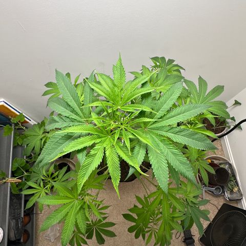 Gorrila nut #9 growlog timeline photo