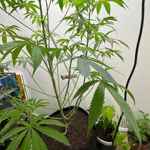 Gorrila nut #9 growlog timeline photo