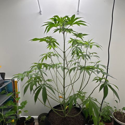 Gorrila nut #9 growlog timeline photo