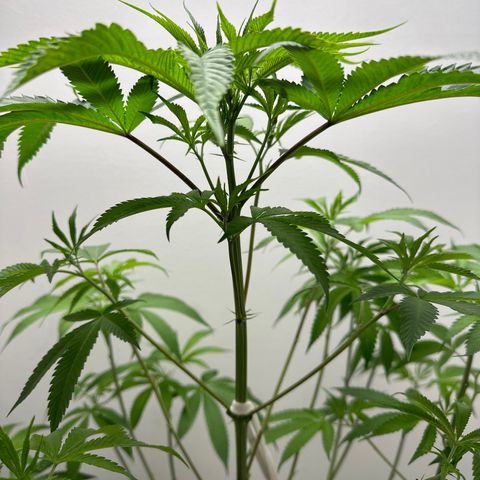 Gorrila nut #9 growlog timeline photo