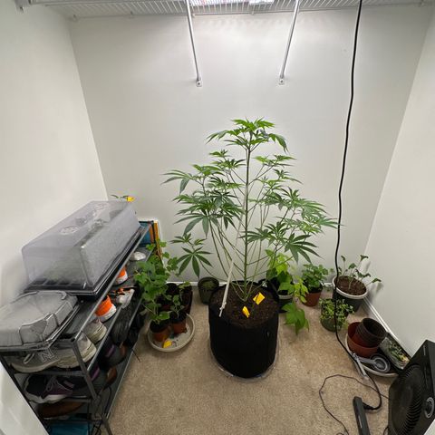Gorrila nut #9 growlog timeline photo