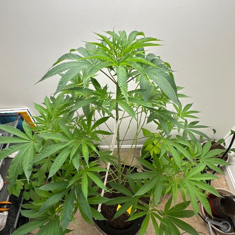 Gorrila nut #9 growlog photo: Flip to flower 