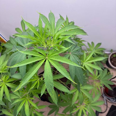 Gorrila nut #9 growlog timeline photo