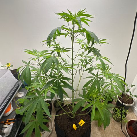Gorrila nut #9 growlog timeline photo