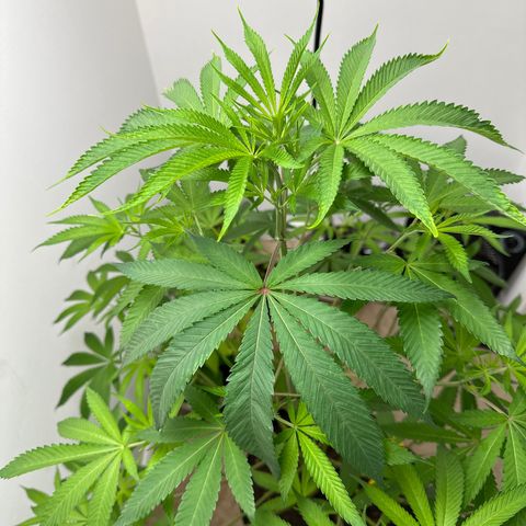 Gorrila nut #9 growlog timeline photo