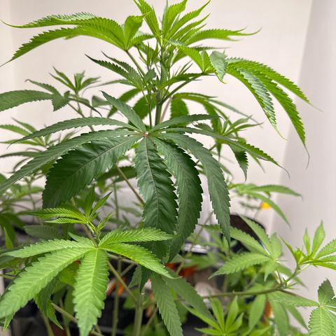 Gorrila nut #9 growlog timeline photo