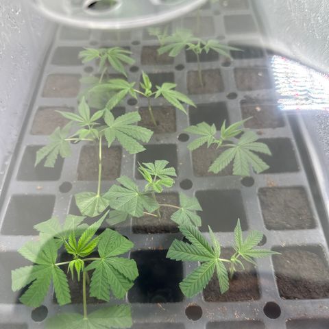 Gorrila nut #9 growlog timeline photo