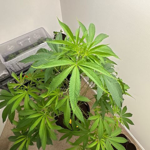 Gorrila nut #9 growlog timeline photo