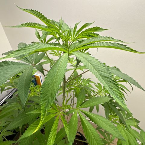Gorrila nut #9 growlog timeline photo