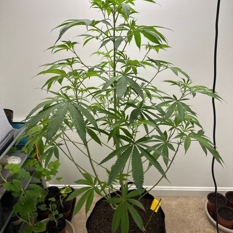 Gorrila nut #9 growlog timeline photo