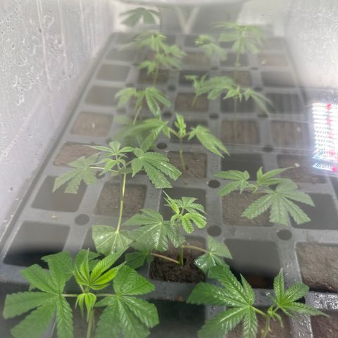 Gorrila nut #9 growlog timeline photo