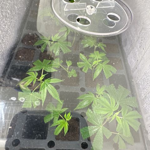 Gorrila nut #9 growlog timeline photo