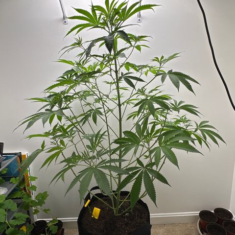 Gorrila nut #9 growlog timeline photo