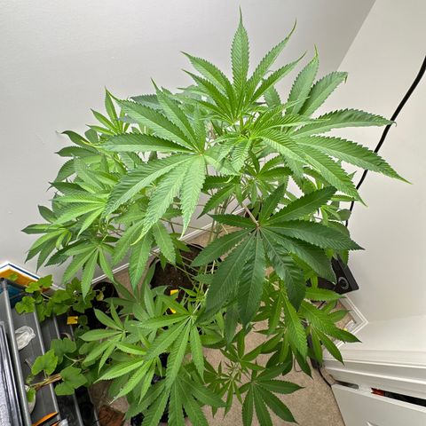 Gorrila nut #9 growlog timeline photo