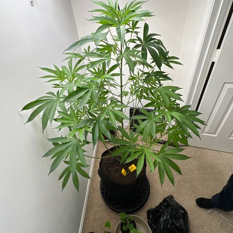 Gorrila nut #9 growlog timeline photo