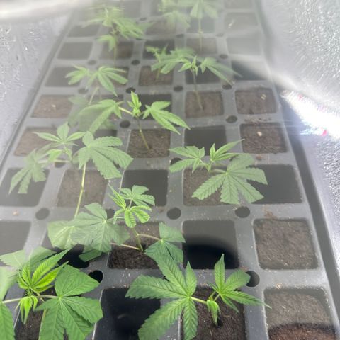 Gorrila nut #9 growlog timeline photo