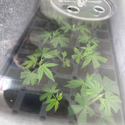 Gorrila nut #9 growlog timeline photo