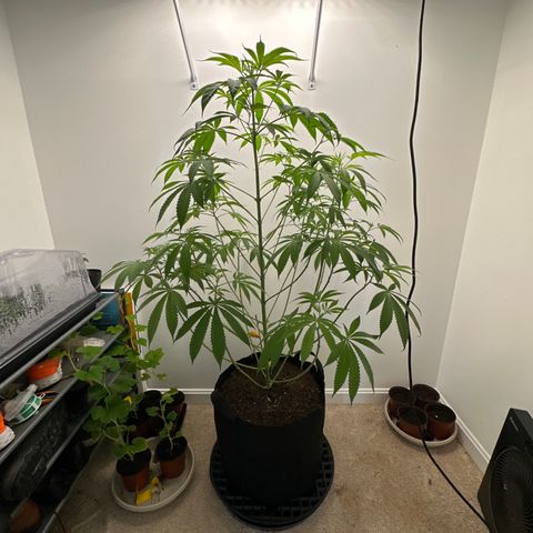 Gorrila nut #9 growlog timeline photo