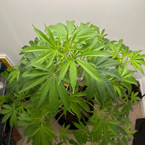 Gorrila nut #9 growlog timeline photo