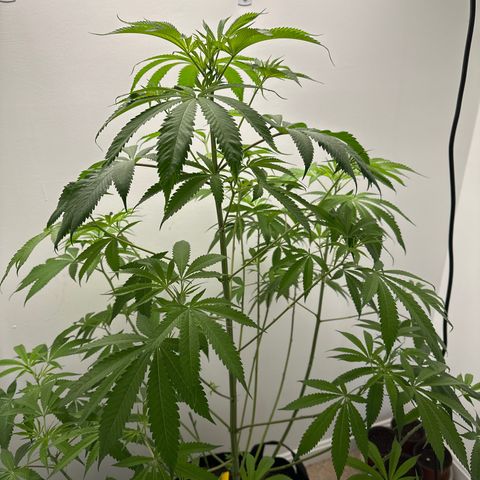 Gorrila nut #9 growlog timeline photo