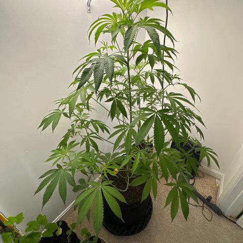 Gorrila nut #9 growlog timeline photo
