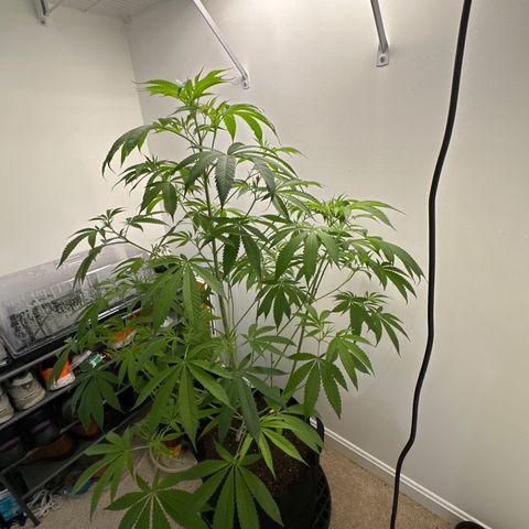 Gorrila nut #9 growlog timeline photo
