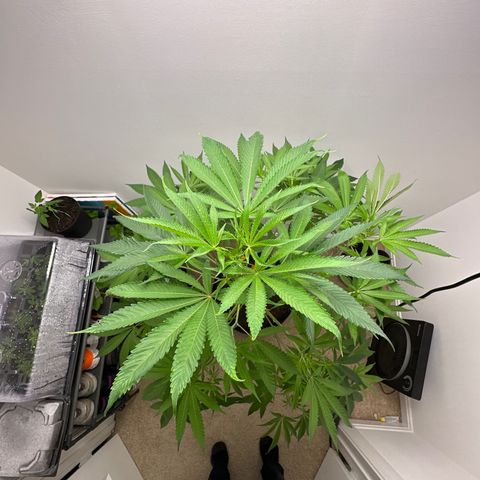 Gorrila nut #9 growlog timeline photo