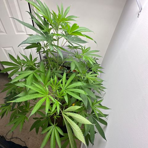 Gorrila nut #9 growlog timeline photo