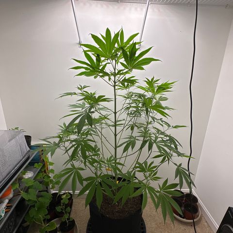 Gorrila nut #9 growlog timeline photo