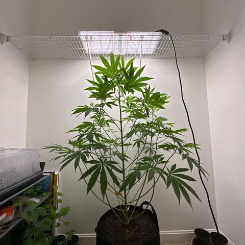 Gorrila nut #9 growlog timeline photo