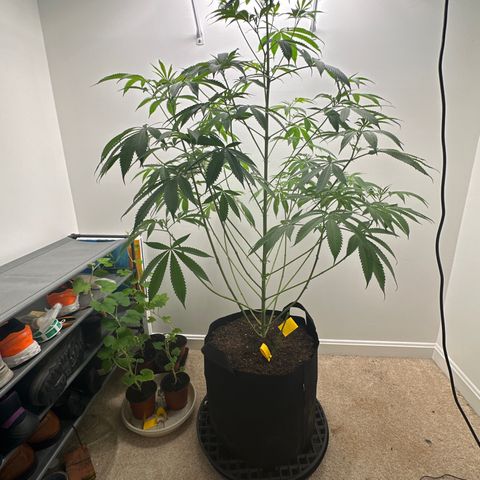 Gorrila nut #9 growlog timeline photo