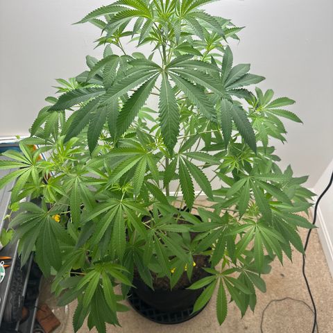 Gorrila nut #9 growlog timeline photo