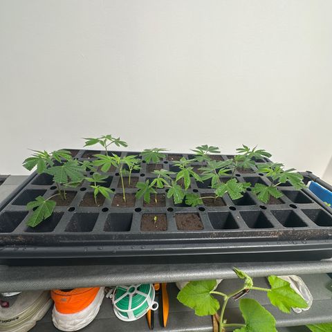 Gorrila nut #9 growlog timeline photo