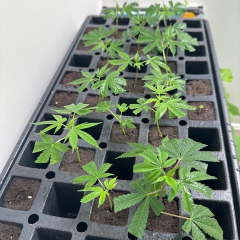 Gorrila nut #9 growlog timeline photo