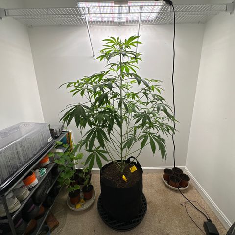 Gorrila nut #9 growlog timeline photo