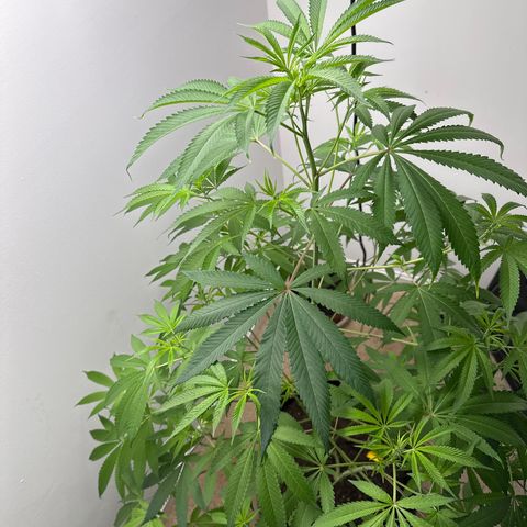 Gorrila nut #9 growlog timeline photo