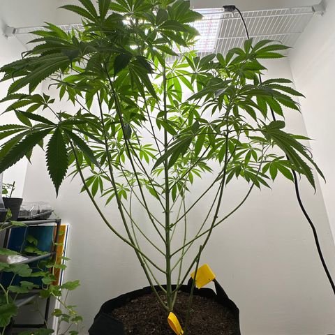Gorrila nut #9 growlog timeline photo