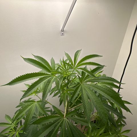 Gorrila nut #9 growlog timeline photo