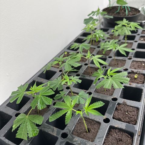 Gorrila nut #9 growlog timeline photo