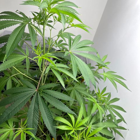 Gorrila nut #9 growlog timeline photo