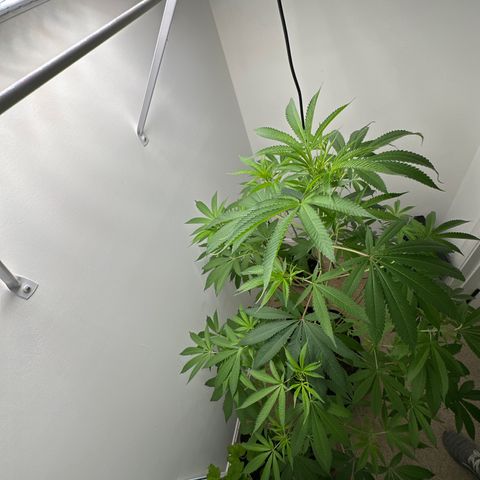 Gorrila nut #9 growlog timeline photo