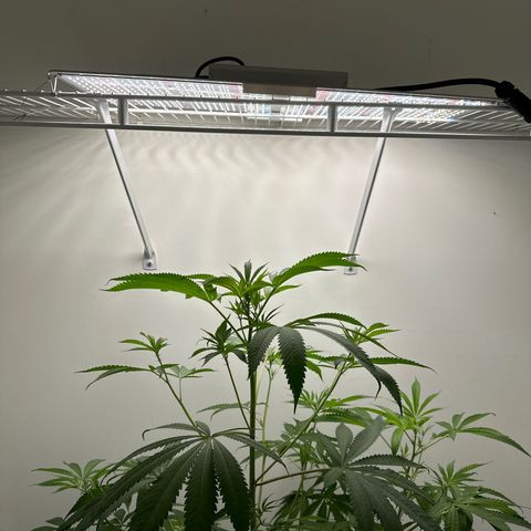 Gorrila nut #9 growlog timeline photo