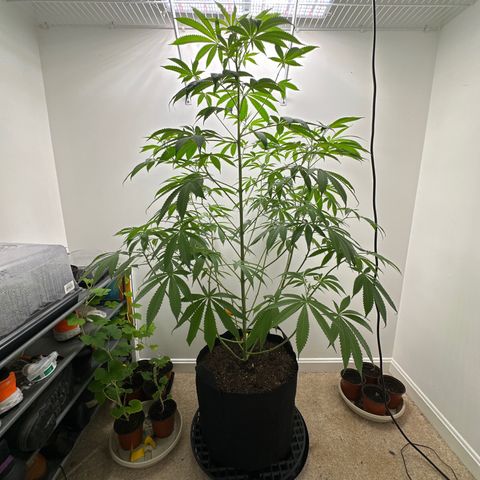 Gorrila nut #9 growlog timeline photo