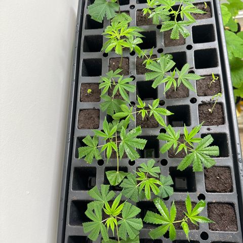 Gorrila nut #9 growlog timeline photo