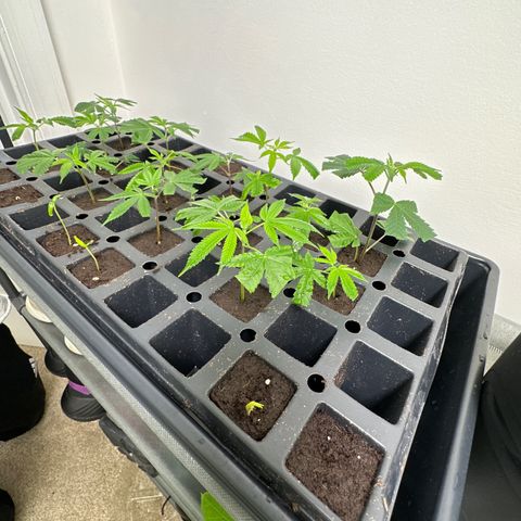 Gorrila nut #9 growlog timeline photo
