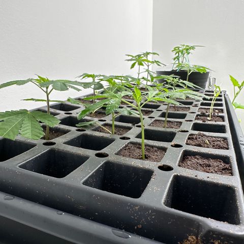 Gorrila nut #9 growlog timeline photo