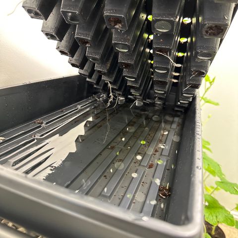 Gorrila nut #9 growlog timeline photo