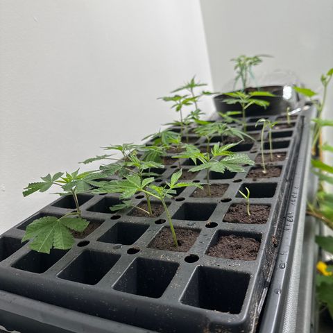 Gorrila nut #9 growlog timeline photo